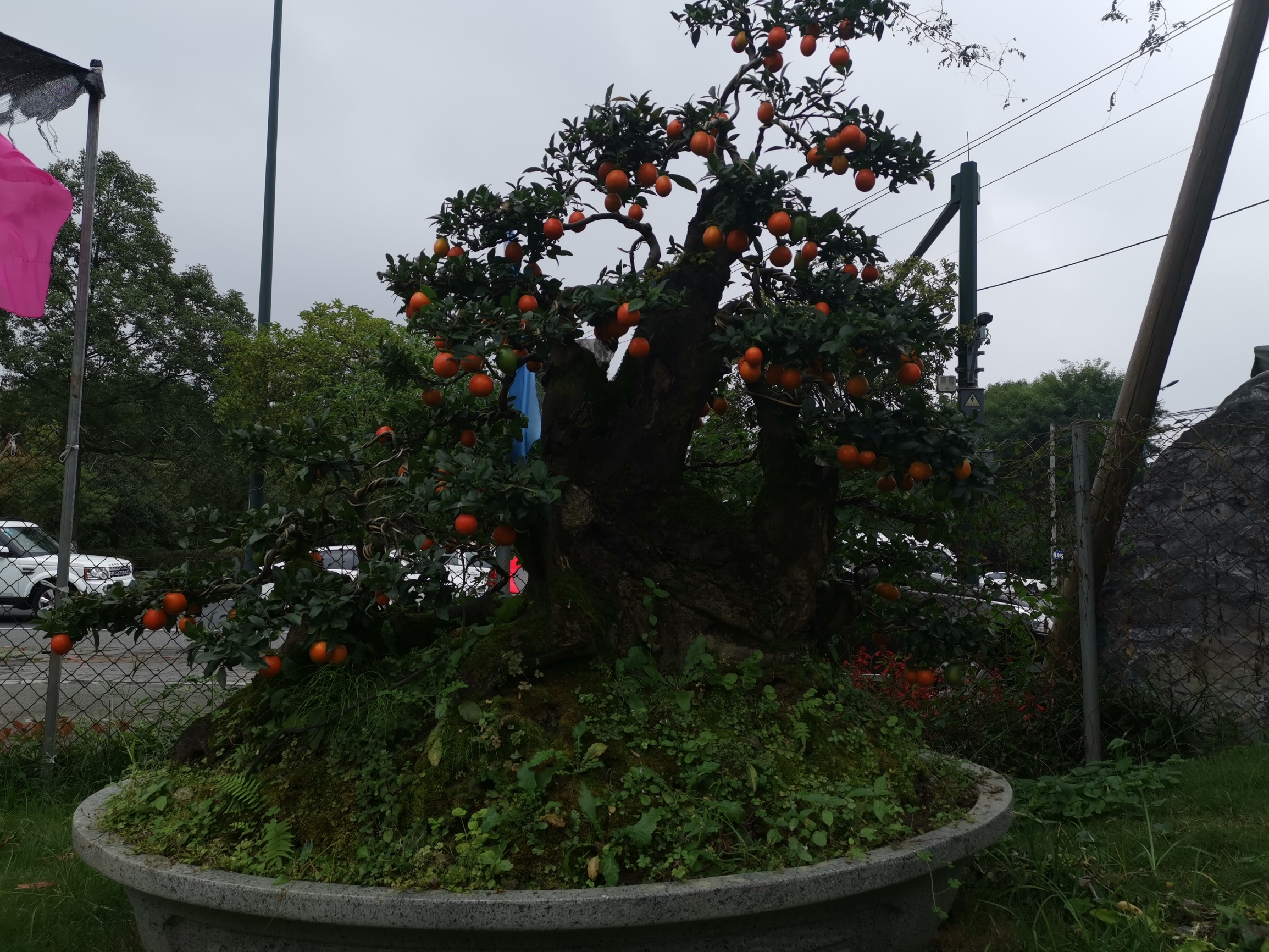 橘盆景
