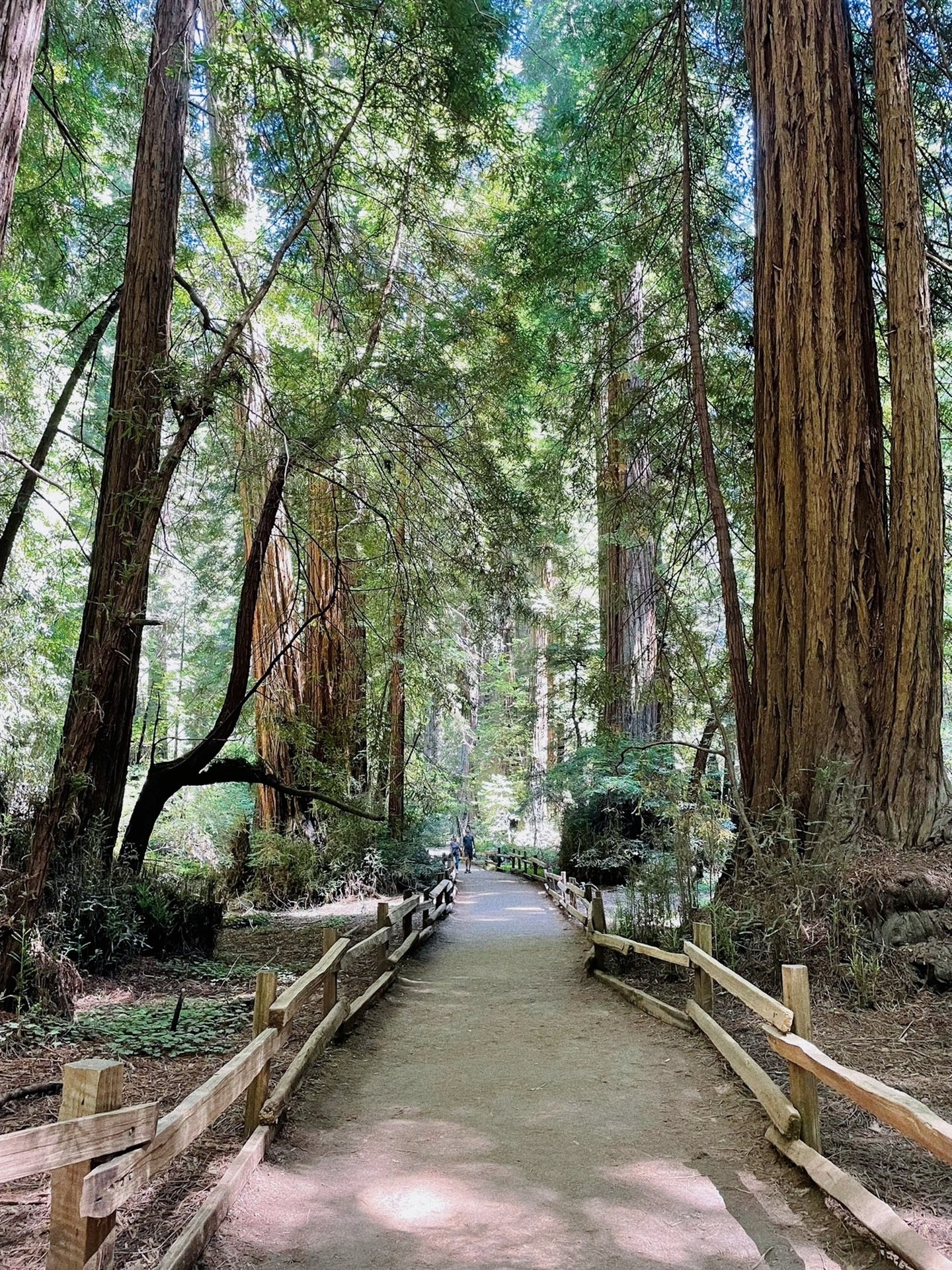 2023 sequoia红杉国家公园攻略