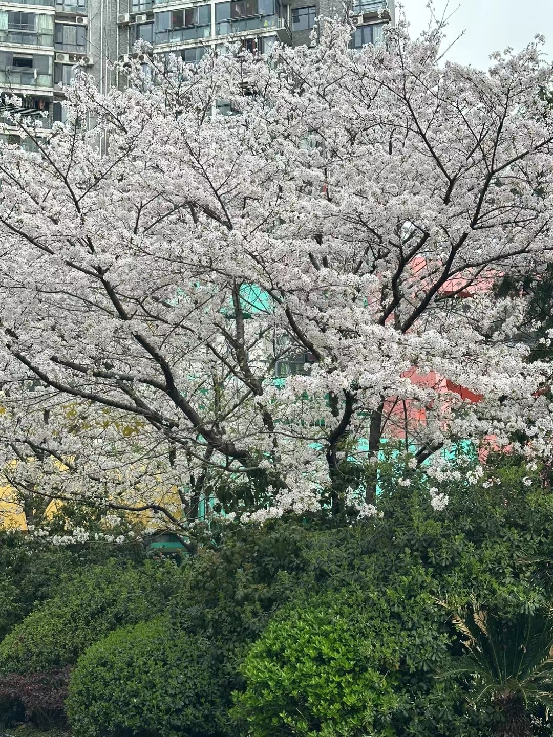 大地的樱花🌸好美啊[微笑]#东京必去景点实拍