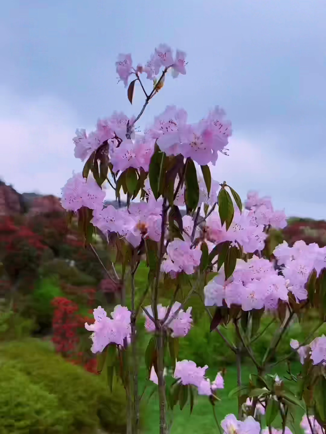 繁花·百里杜鹃·贵州毕节#拍不完拍不完根本拍不完🌸🌺🌸