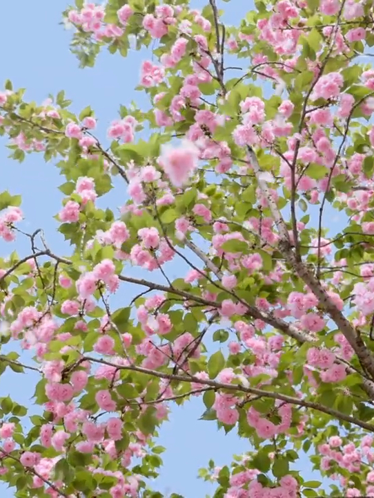 #春天玩点花的 #月度专项计划 怀化周边游——怀化学院樱花||风传花信，雨濯春尘。 所谓浪漫，便是这