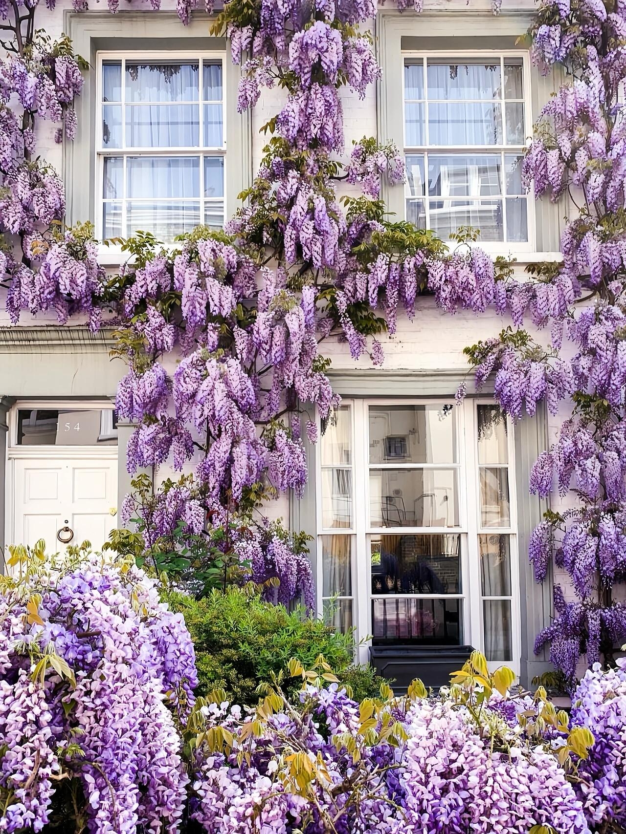 伦敦紫藤花季💜10个不可错过的赏花宝藏地！