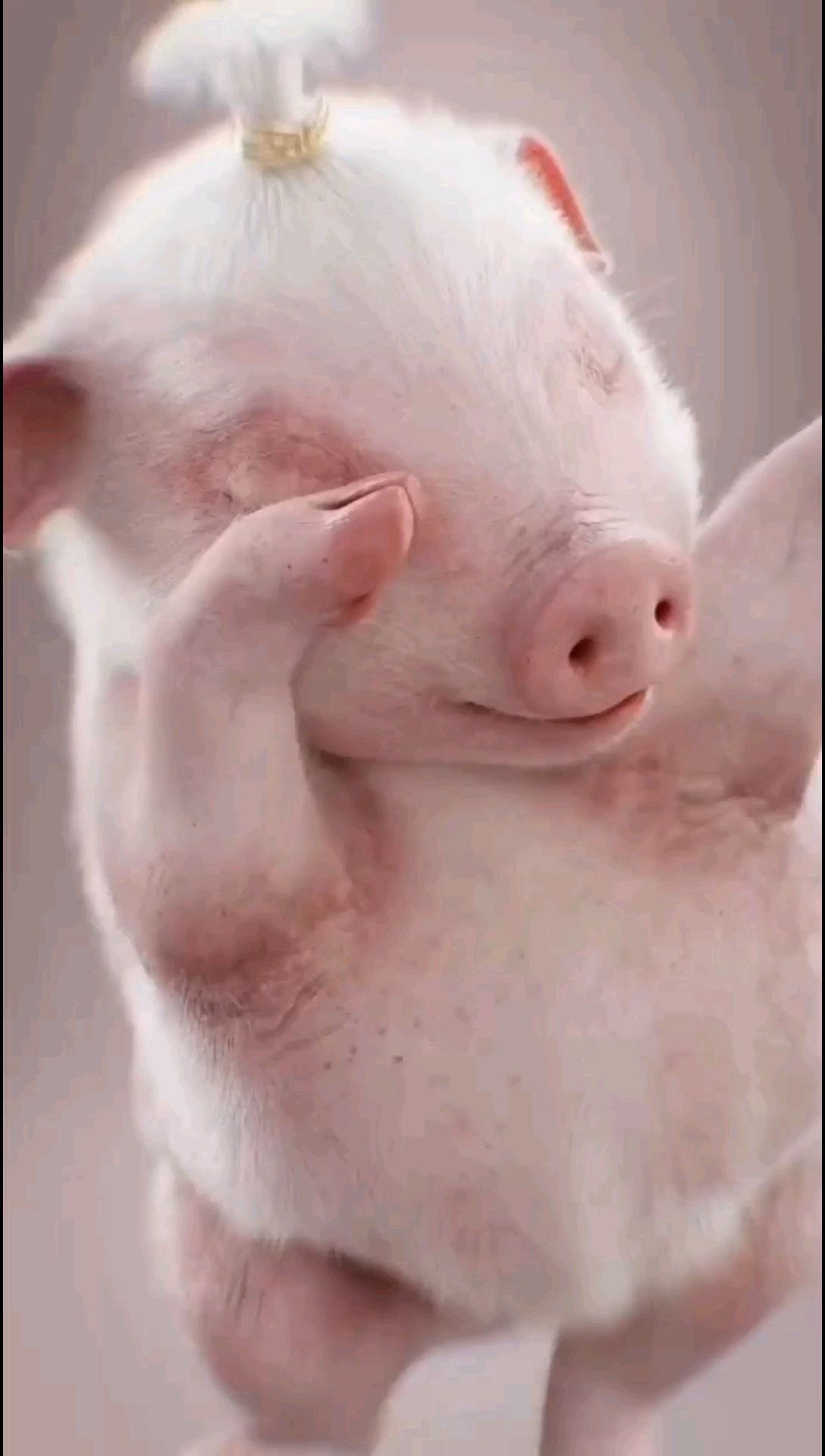 猪猪猪猪