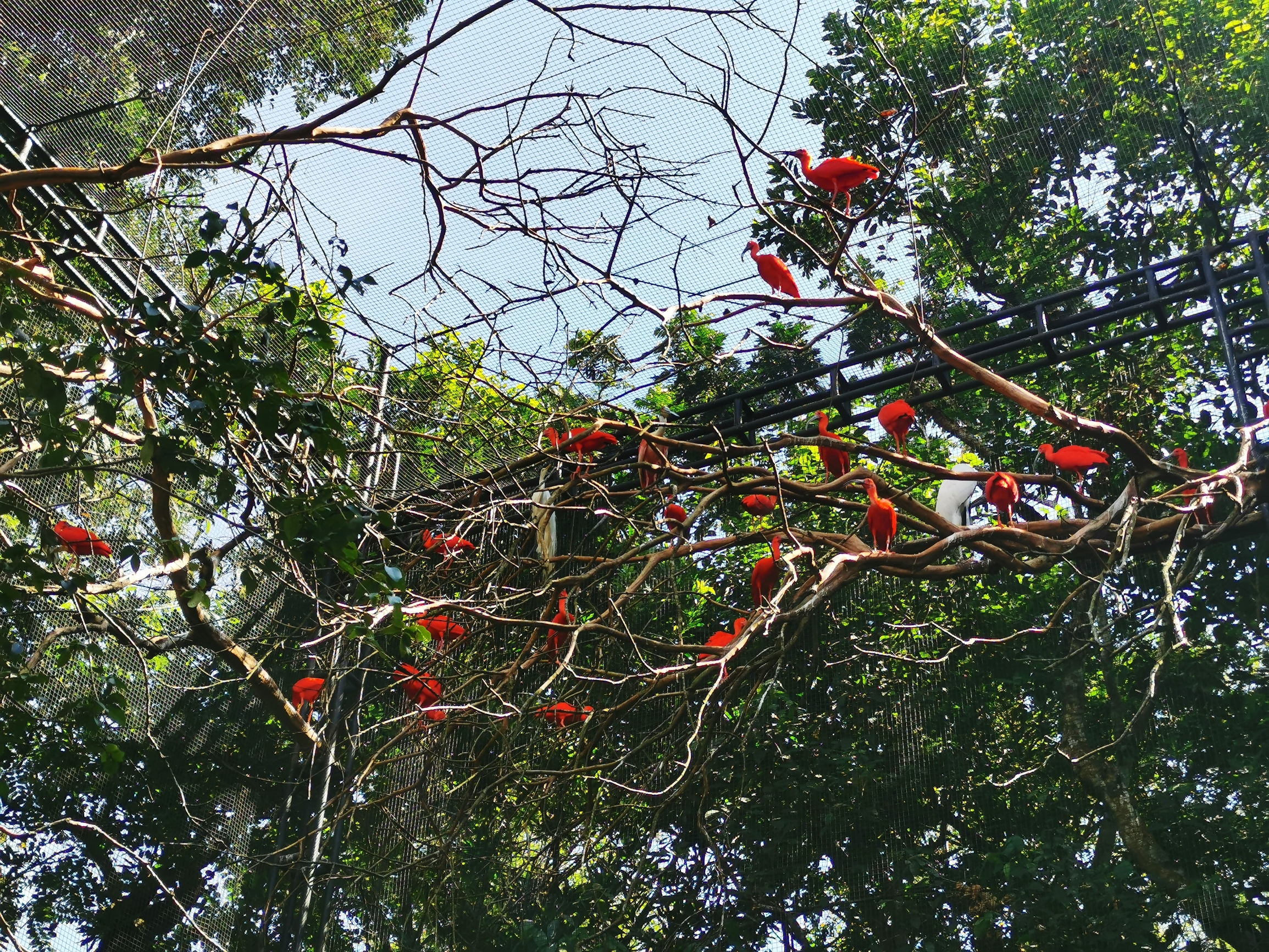 伊瓜苏鸟园—珍禽异鸟的乐园