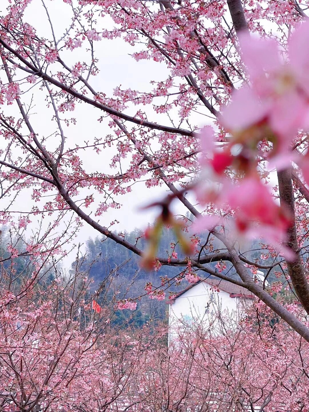岳阳市最大的樱花园免费开放啦！位置就在云溪区双花村，导航嘉景山庄就能找到。 这个樱花园叫做双清田园综