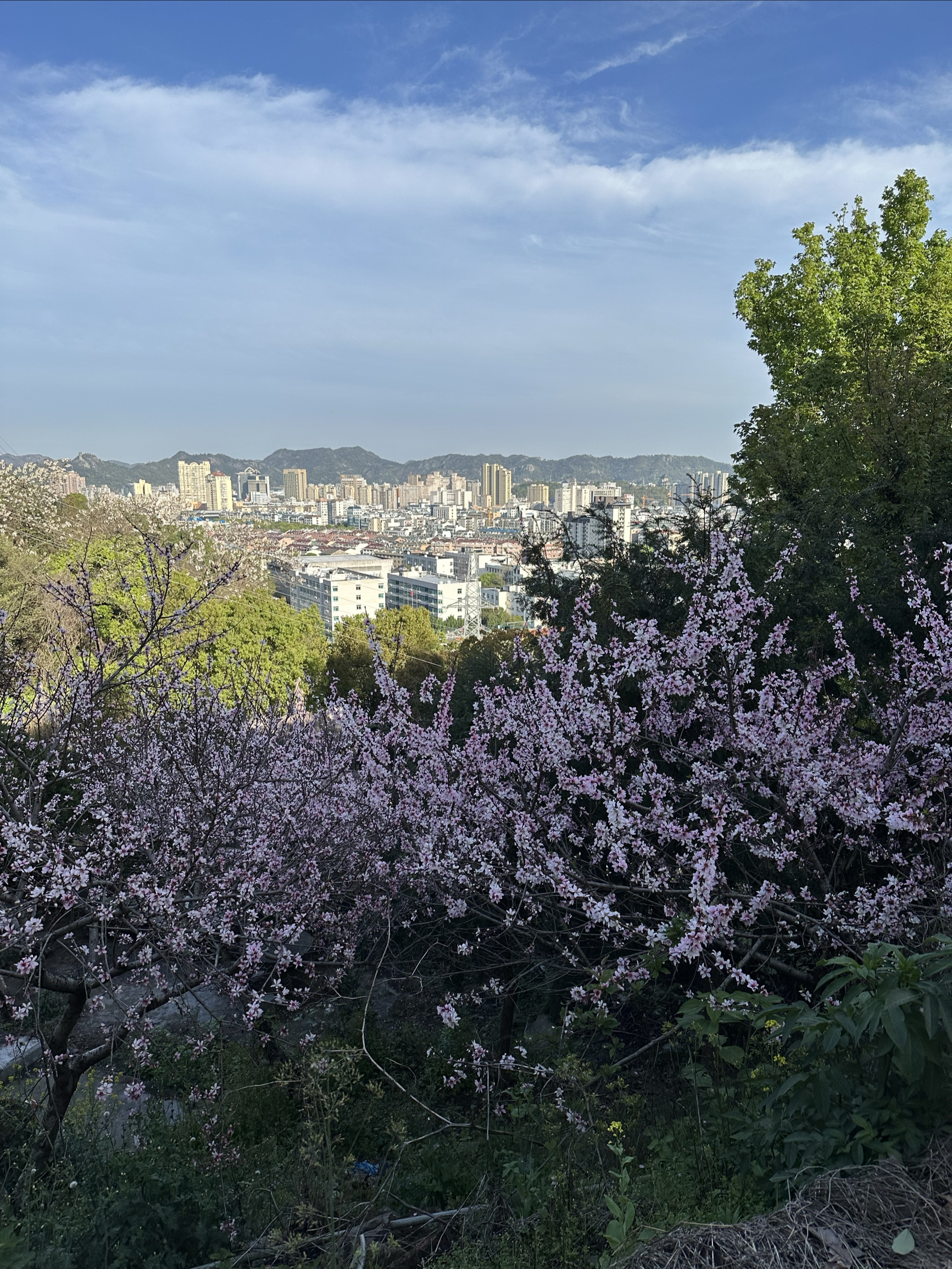 满山的花儿