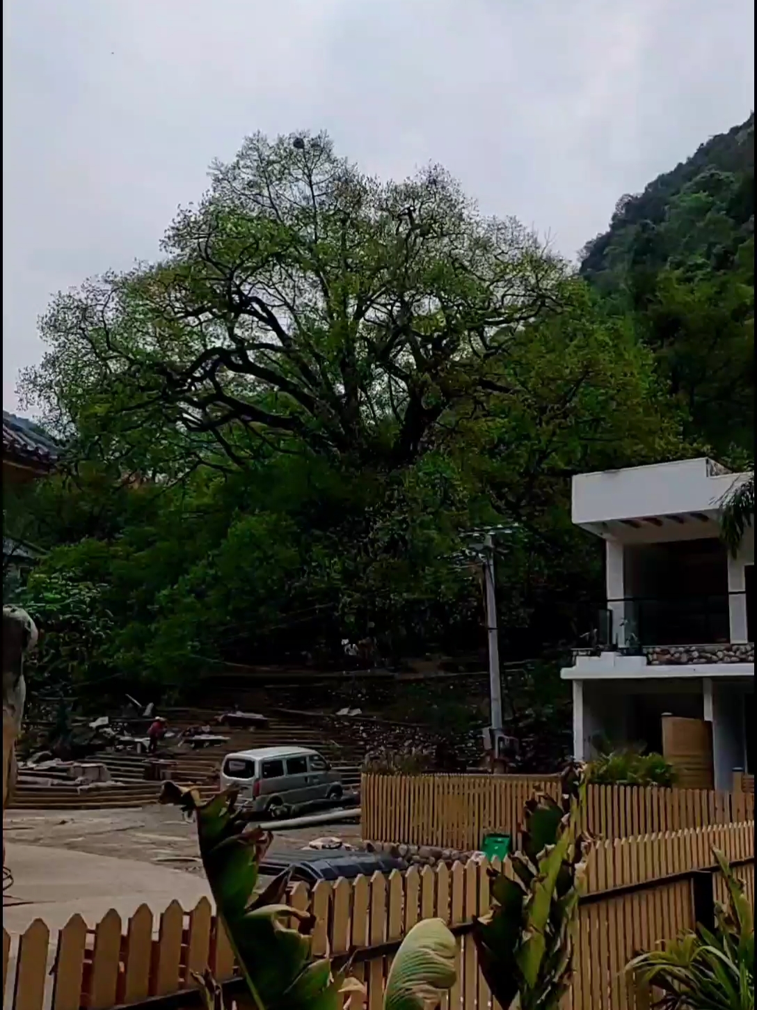 今日打卡梦景尼珠河酒店，风景堪称一绝，原生态的自然景观，大树底下好乘凉，门口一颗千年大榕树非常壮观。