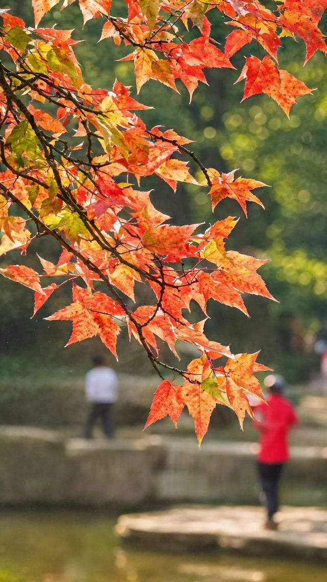 苏州天平山枫叶图片