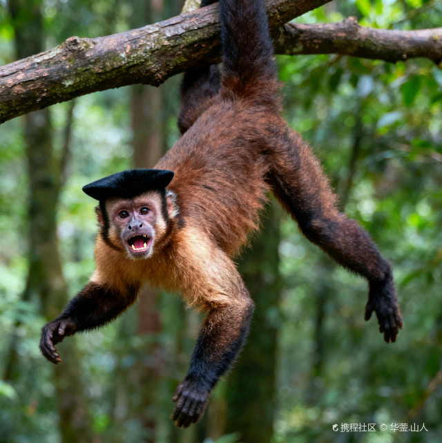 戴帽的猴黑帽悬猴