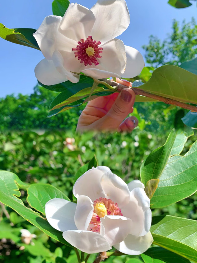 木兰花海,木兰花谷_大山谷图库