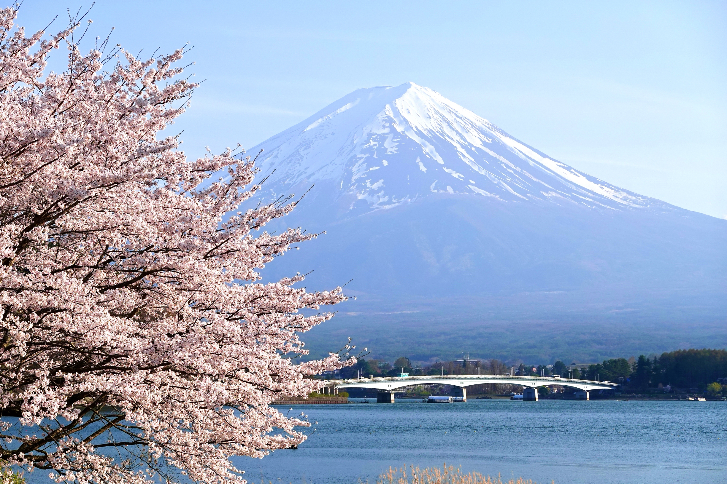 富士山樱花下