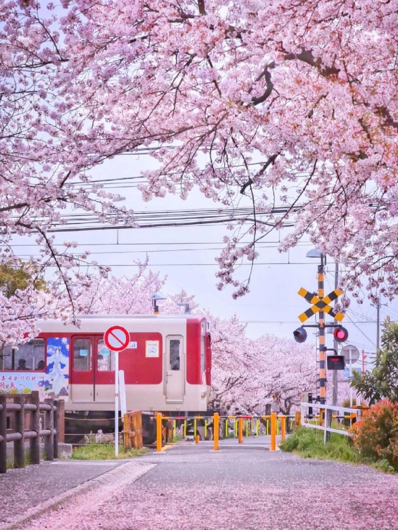赏樱去处:日本樱花绽放时间预计