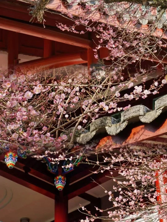 福州林阳寺赏梅之旅梅花盛开时如诗如画香气袭人心情舒畅