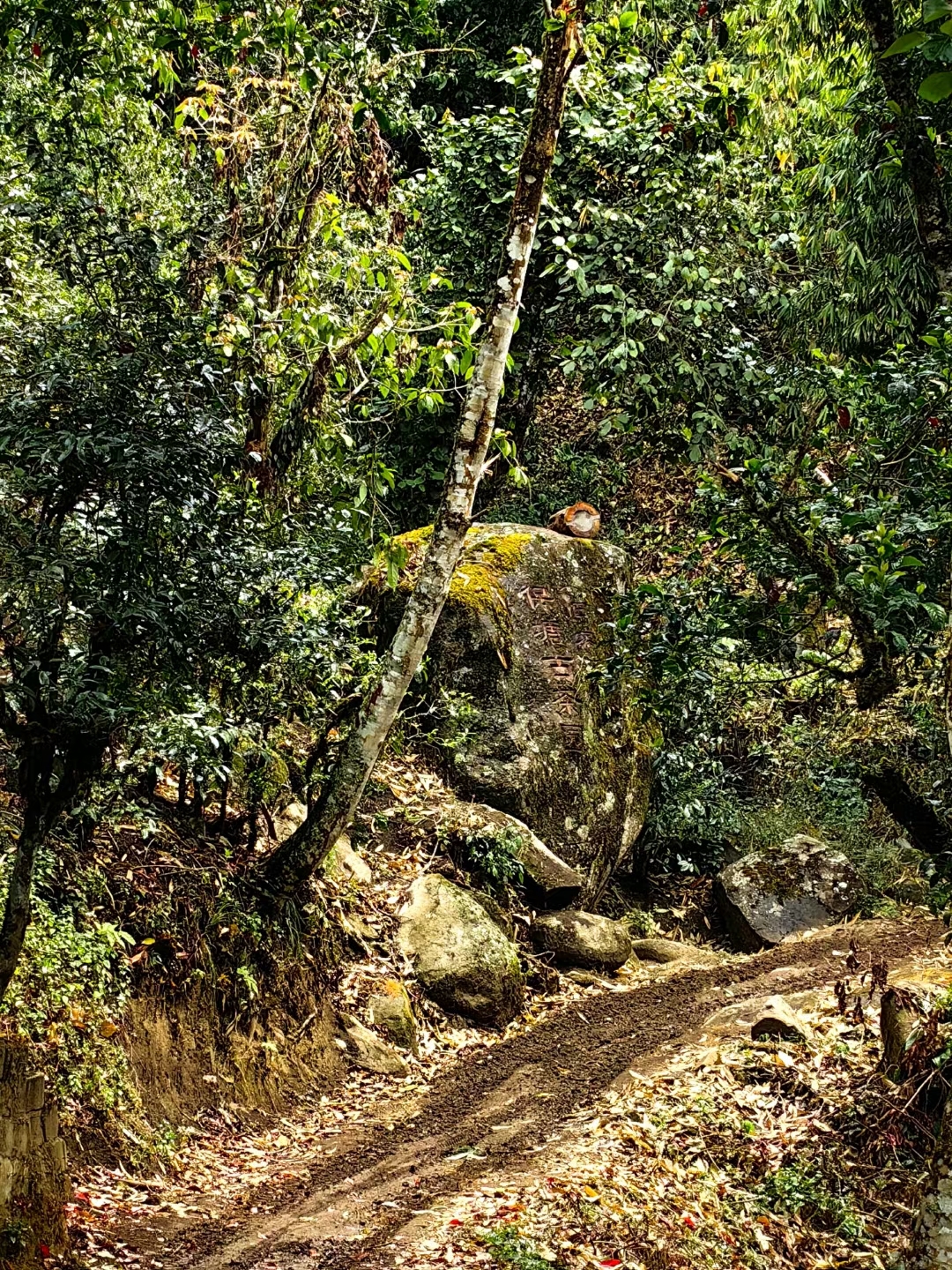 进勐海茶区，第一站勐宋保塘古茶园，与西保8号，西保9号古茶树近距离接触。  今天采摘的古树鲜叶，正好