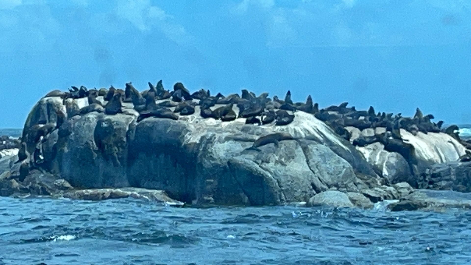 南非海豹岛