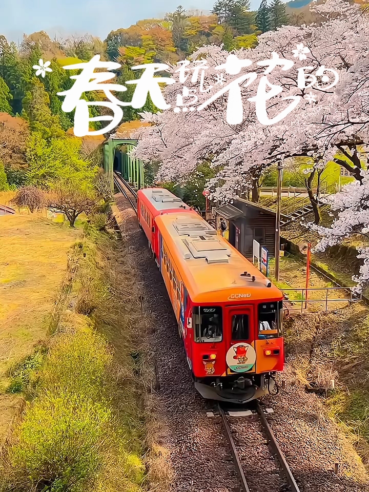 樱花🌸与火车的碰撞，一场春与美的擦肩