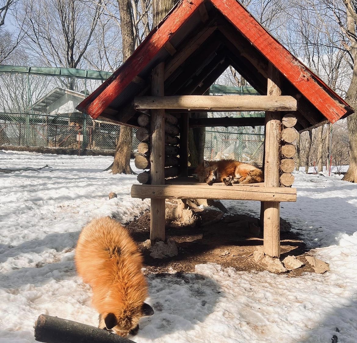 宫城藏王狐狸村（Zao Fox Village）是一个独特的景点，位于宫城县山区，距离仙台市约莫一个