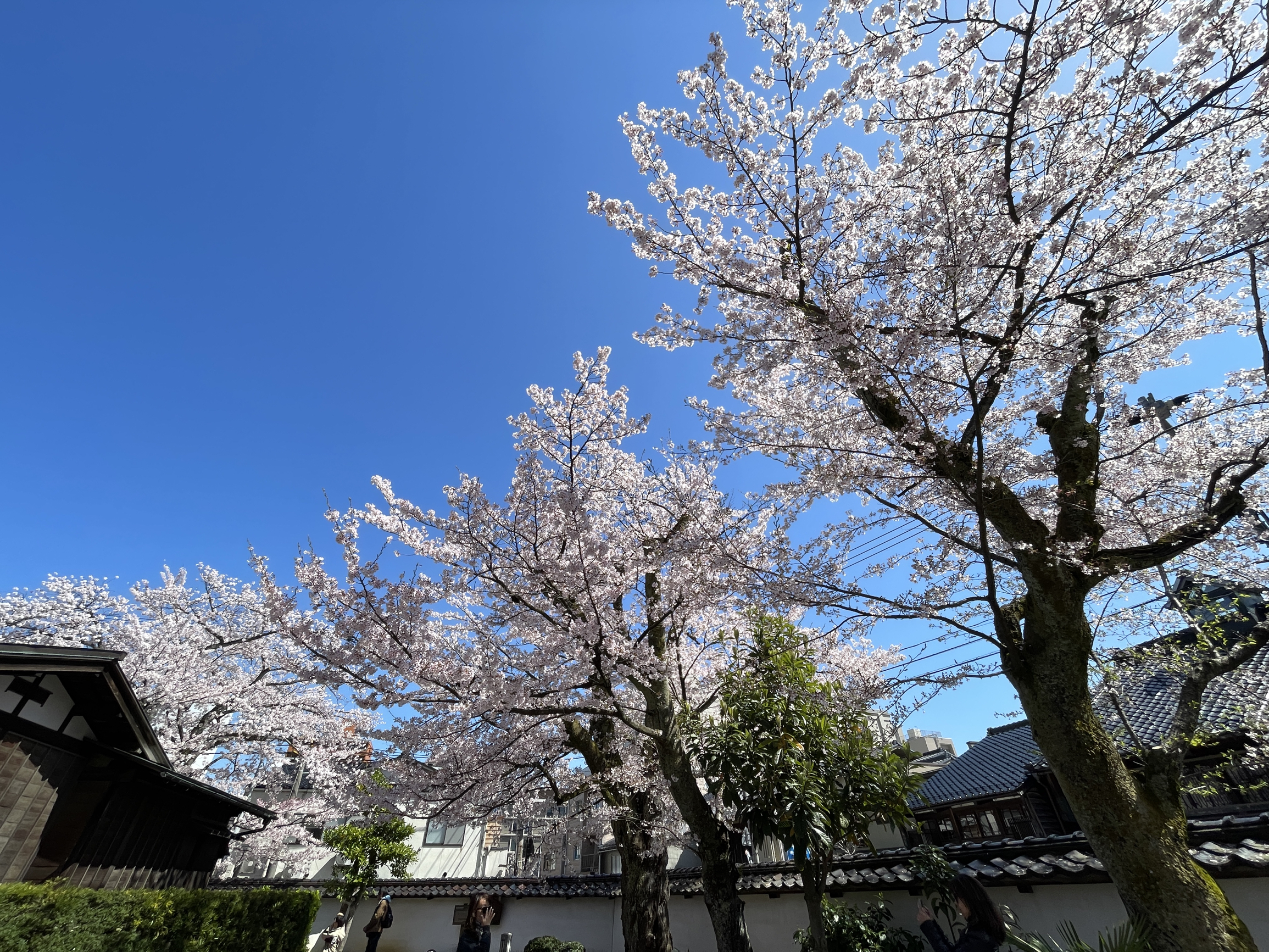 金泽城公园樱花开的特别美，今年最好的赏樱花时间是4🈷️5号到4🈷️11日，今天晴空万里，樱花盛开的精