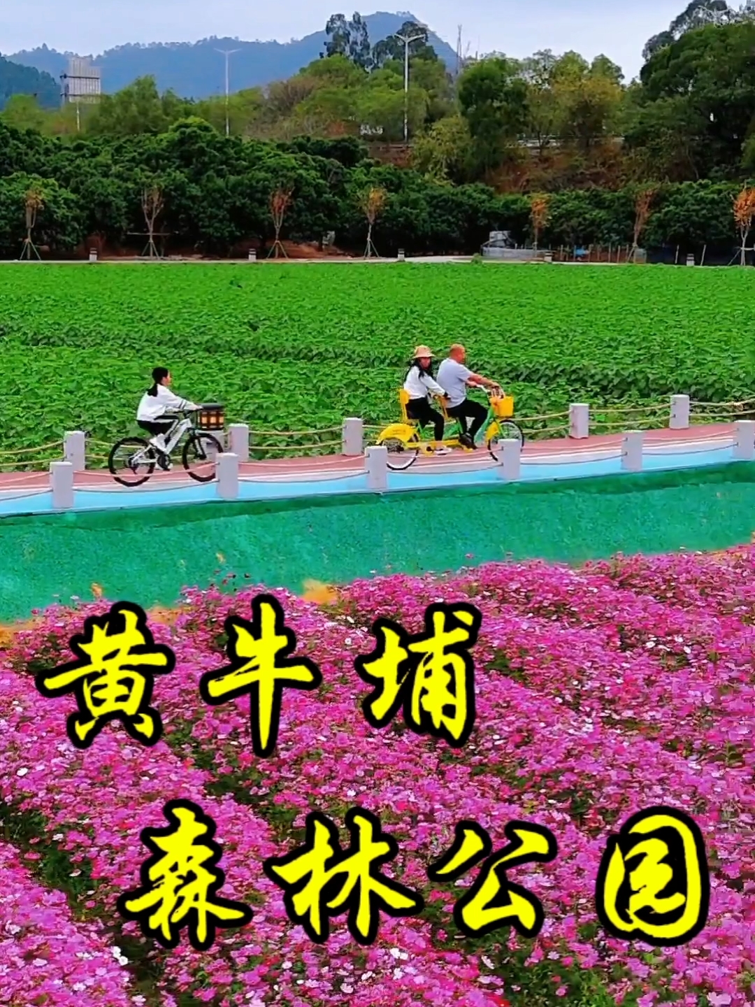 黄牛埔森林公园花海