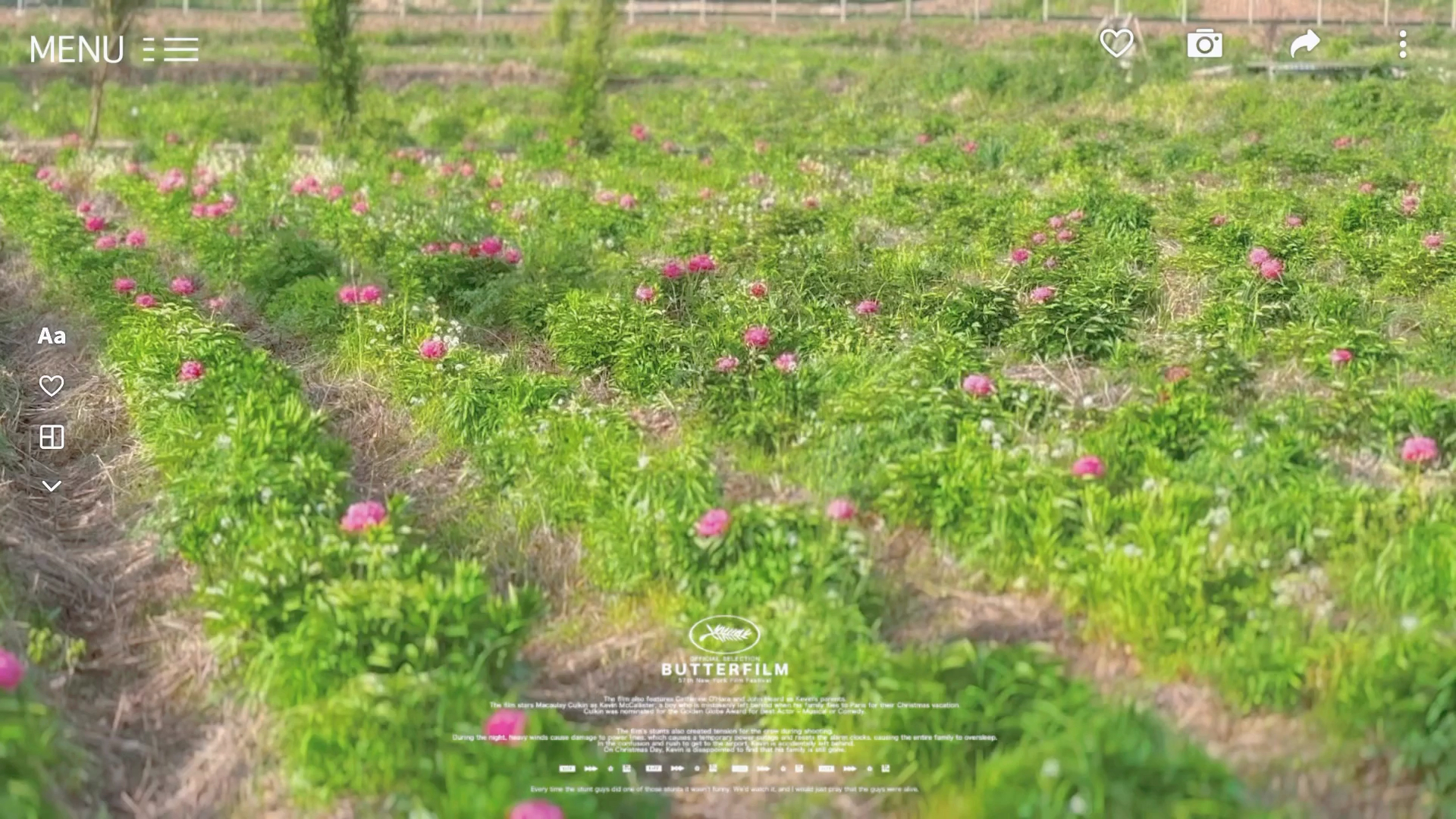 #春日赏花图鉴 霍山大沙梗的芍药花开了。