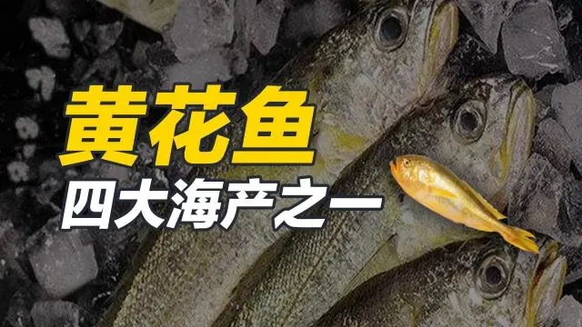 黄花鱼，是鲈形目石首鱼科[3]黄鱼属的鱼类统称[4]。黄花鱼分为大黄花鱼和小黄花鱼，其形态相近，习性
