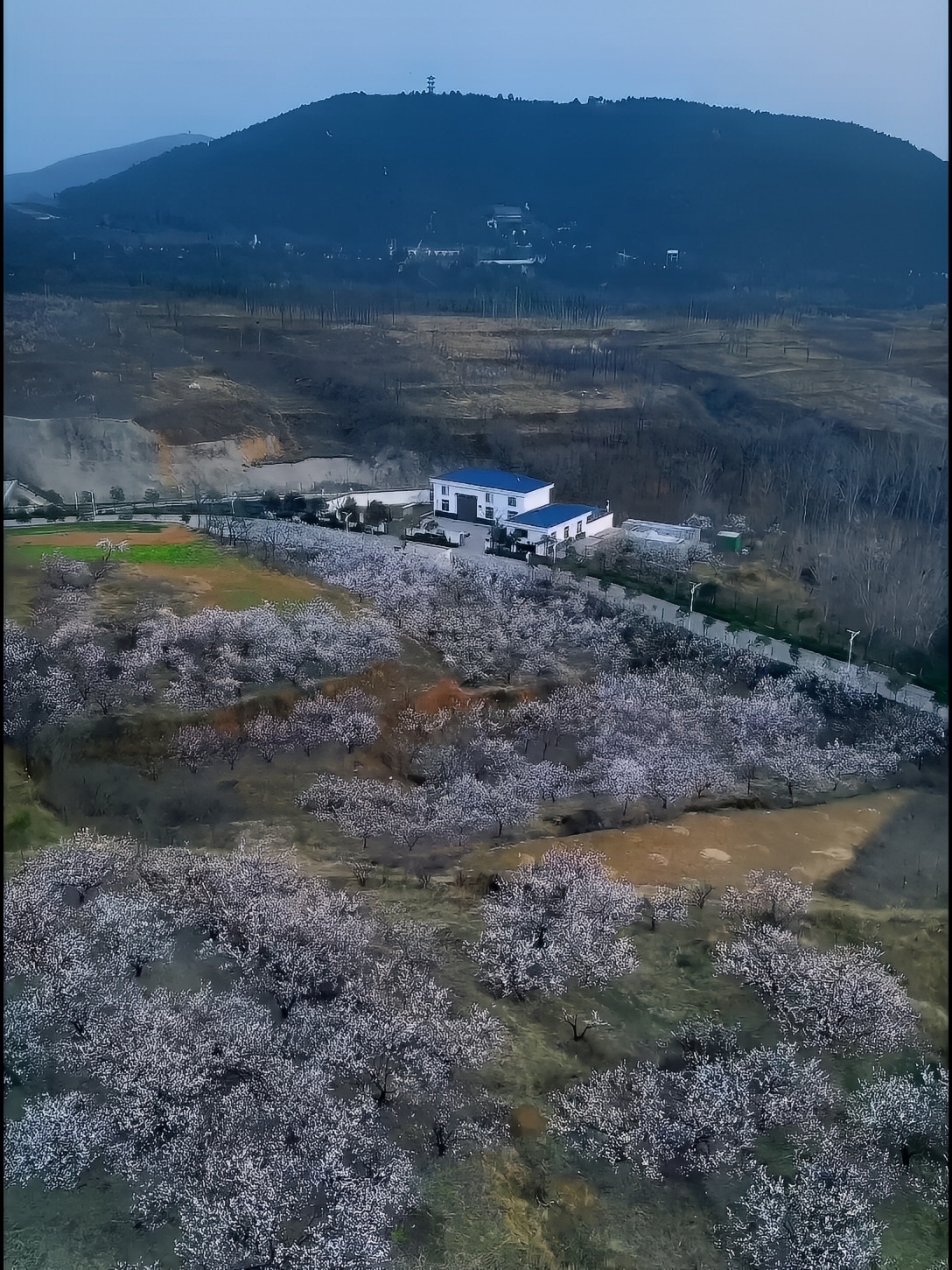 想来拍摄打卡的这几天可以约拍怪破丰乐山庄坡上的杏花了……