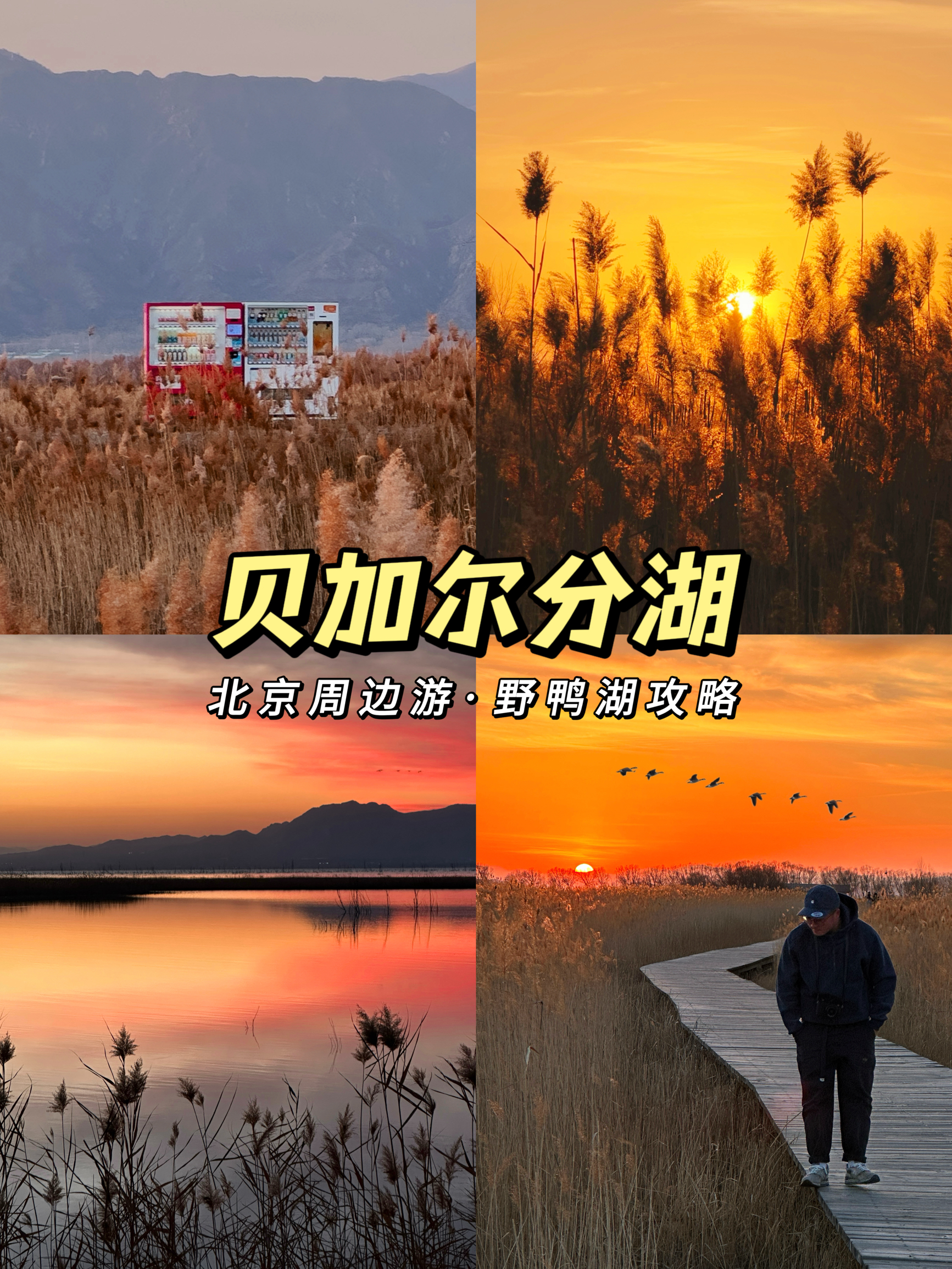 京郊性价比📍野鸭湖🍂芦苇荡给足冬日氛围