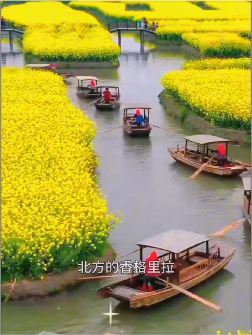 水里的油菜花