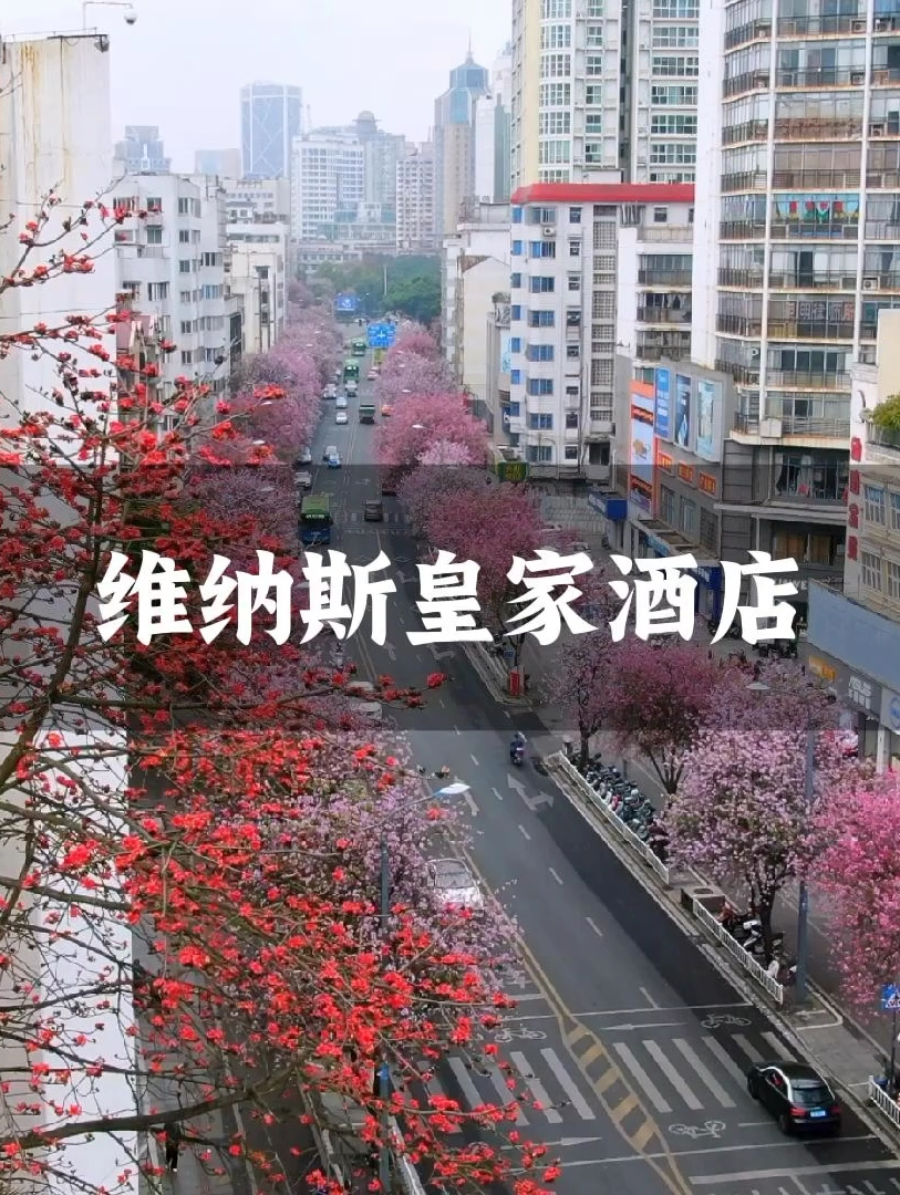 柳州紫荆花盛放