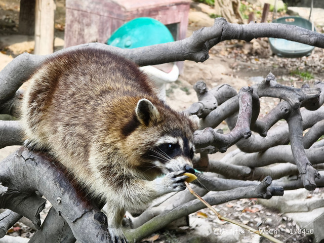 拿走不谢,宁波野生动物园超详细一日攻略