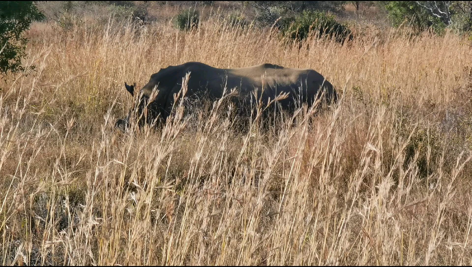 202307南非匹林斯堡野生动物保护区犀牛