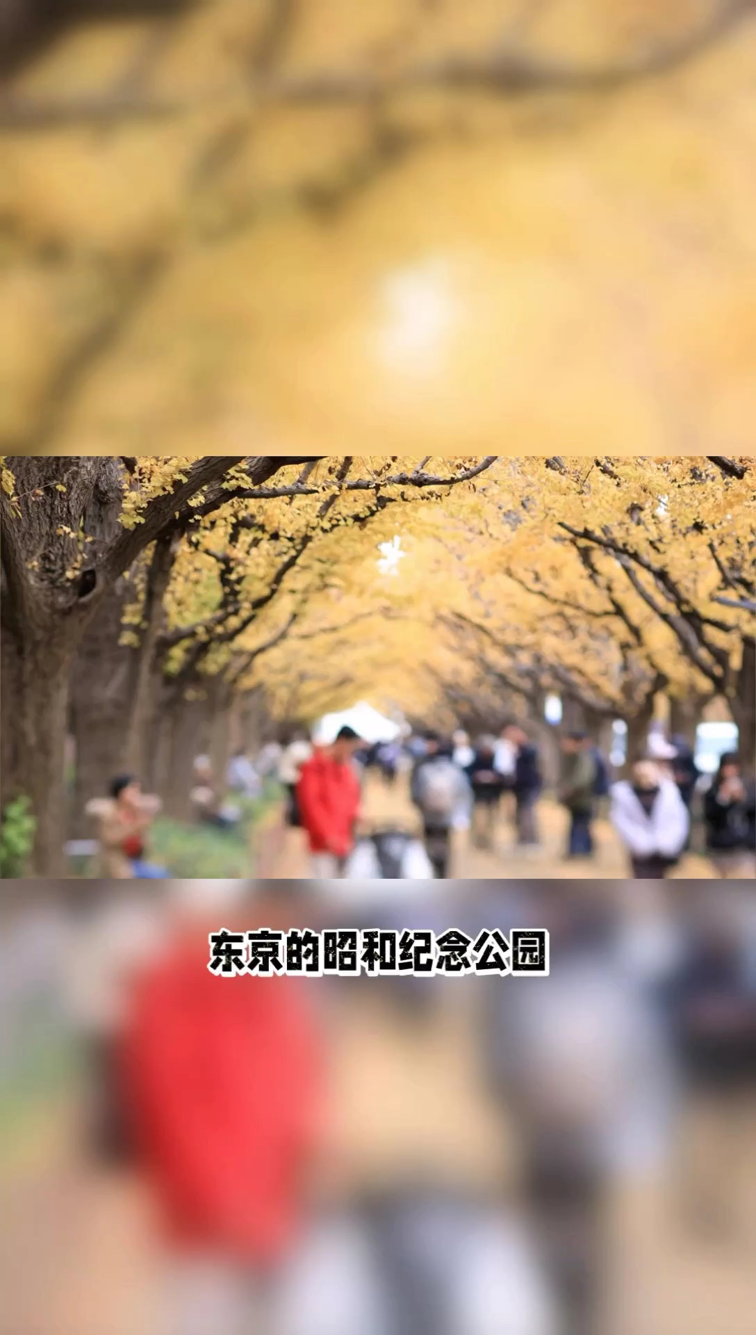 东京昭和纪念公园：金秋赏叶，享受秋日美景