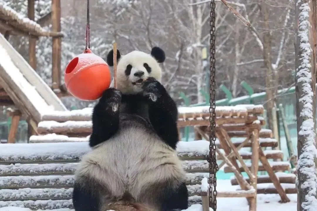 哈尔滨观赏熊猫