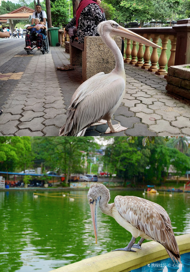 好玩又便宜丨新山动物园