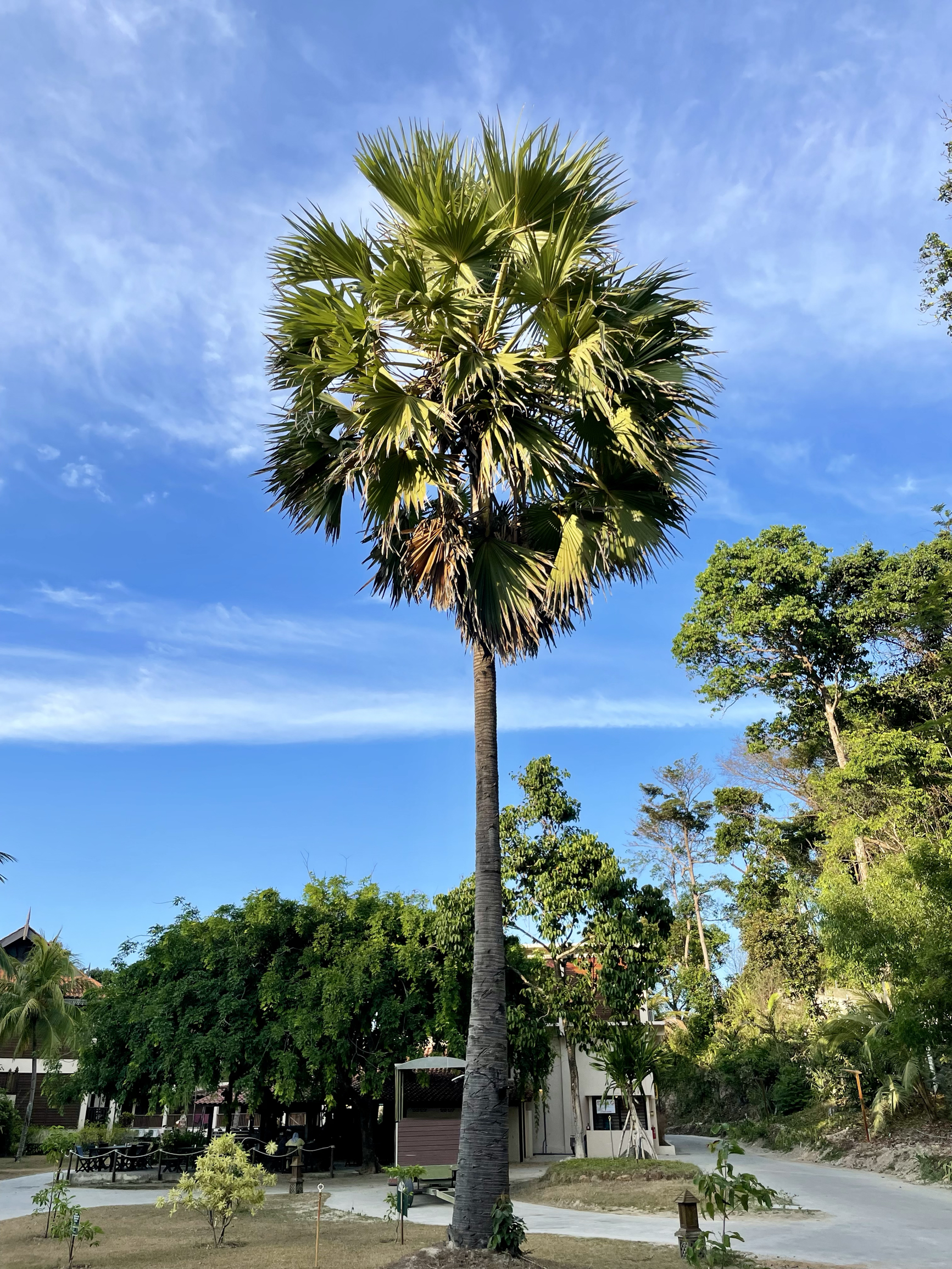 拉古娜度假村里高大的棕榈树🌴