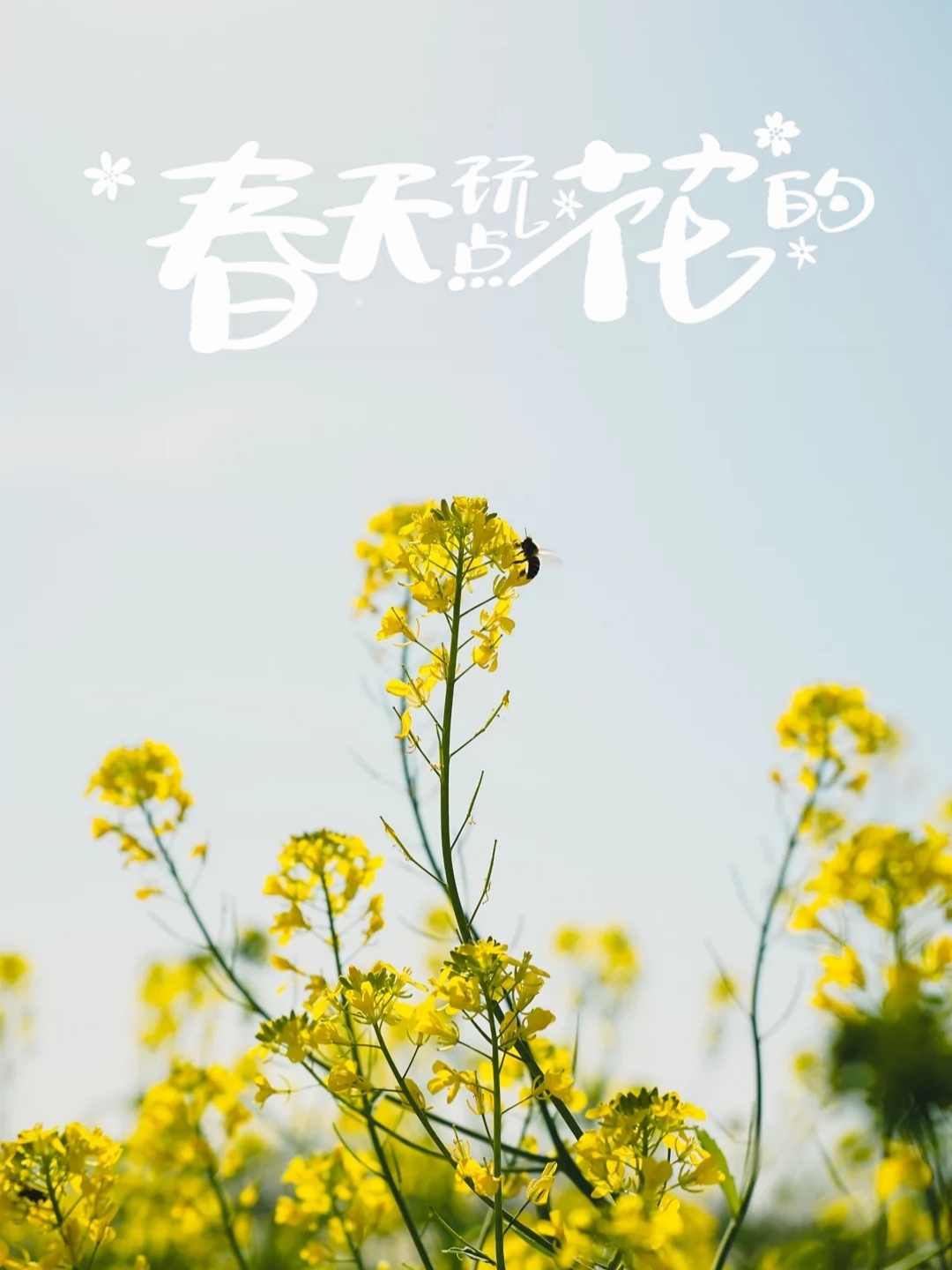 #春日赏花图鉴 武山滩歌油菜花是指在武山地区，油菜花盛开的美丽景象。油菜花是一种广泛种植的农作物，它