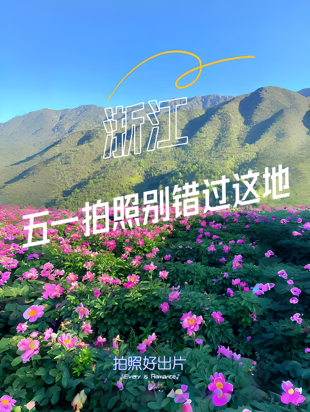 温州醉美芍药花谷｜开满整座山头｜美醉了