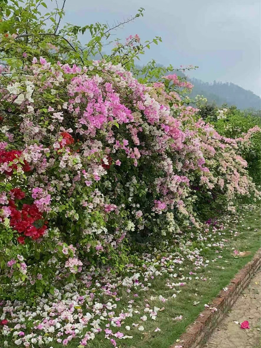 在潮州，超好看的三角梅花海，姐妹们快冲！！！