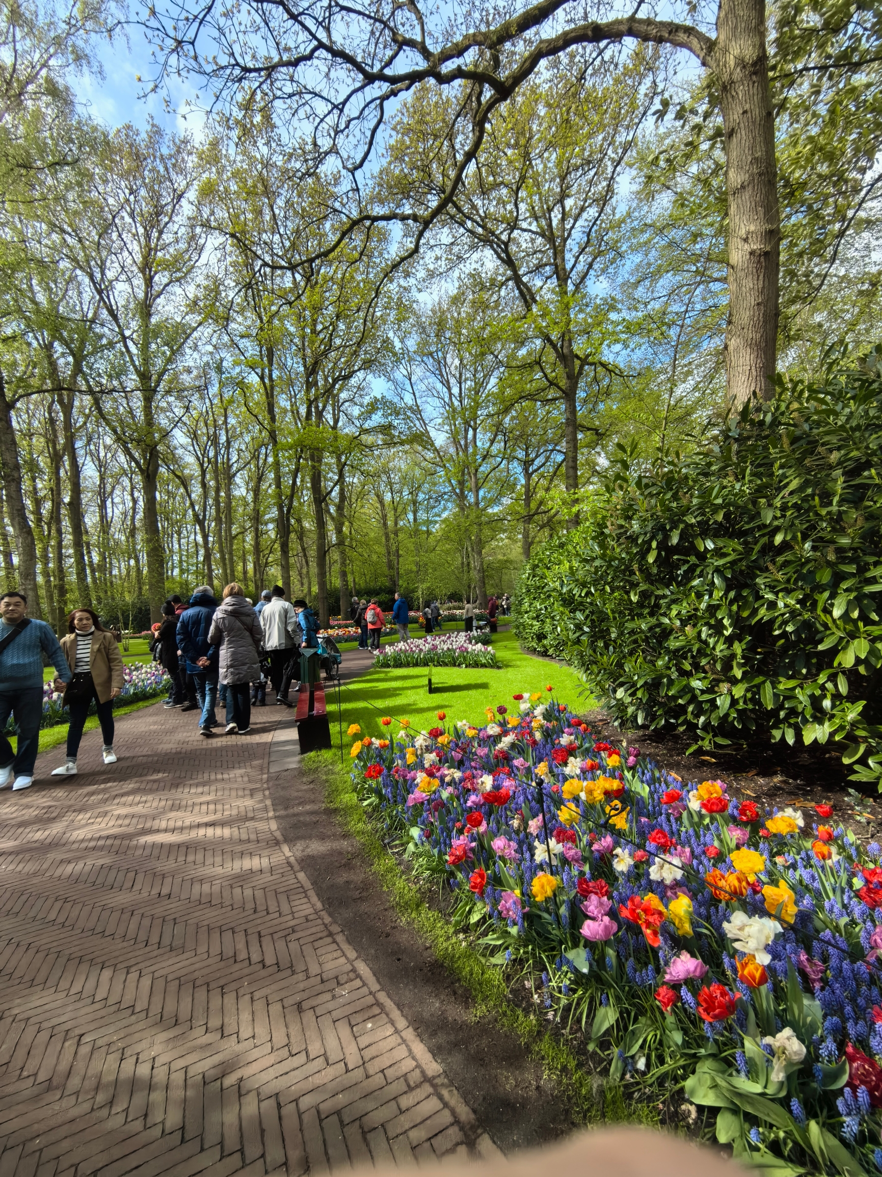 荷兰看郁金香花展，春节特赏！