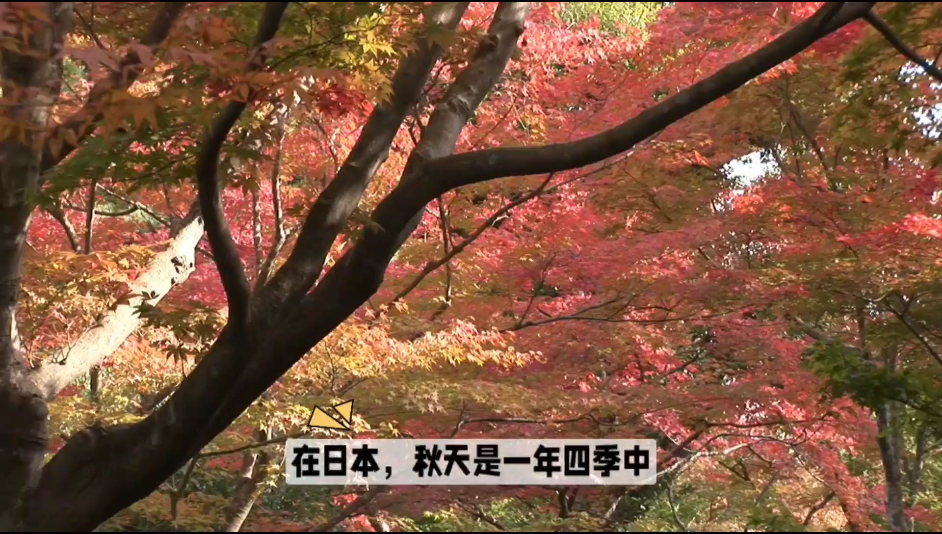 昭和公园：东京秋天的诗意之所在