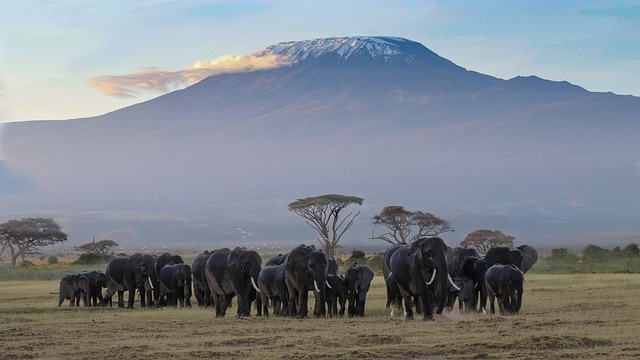安博塞利--最大的非洲野象群
