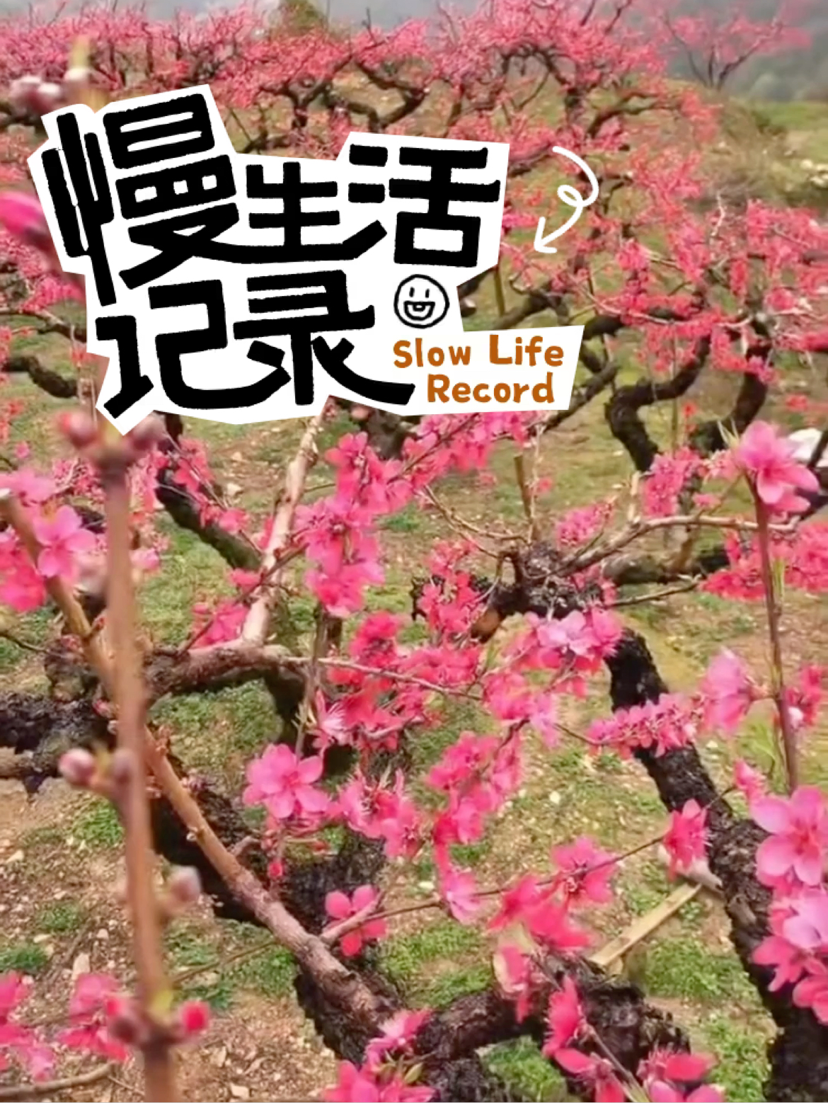 妖娆桃花