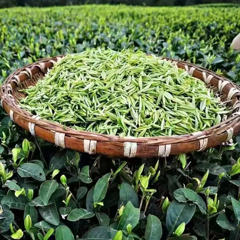 500余名采茶工人穿梭于茶垄之间，动作娴熟地将嫩绿的新芽采摘下来。