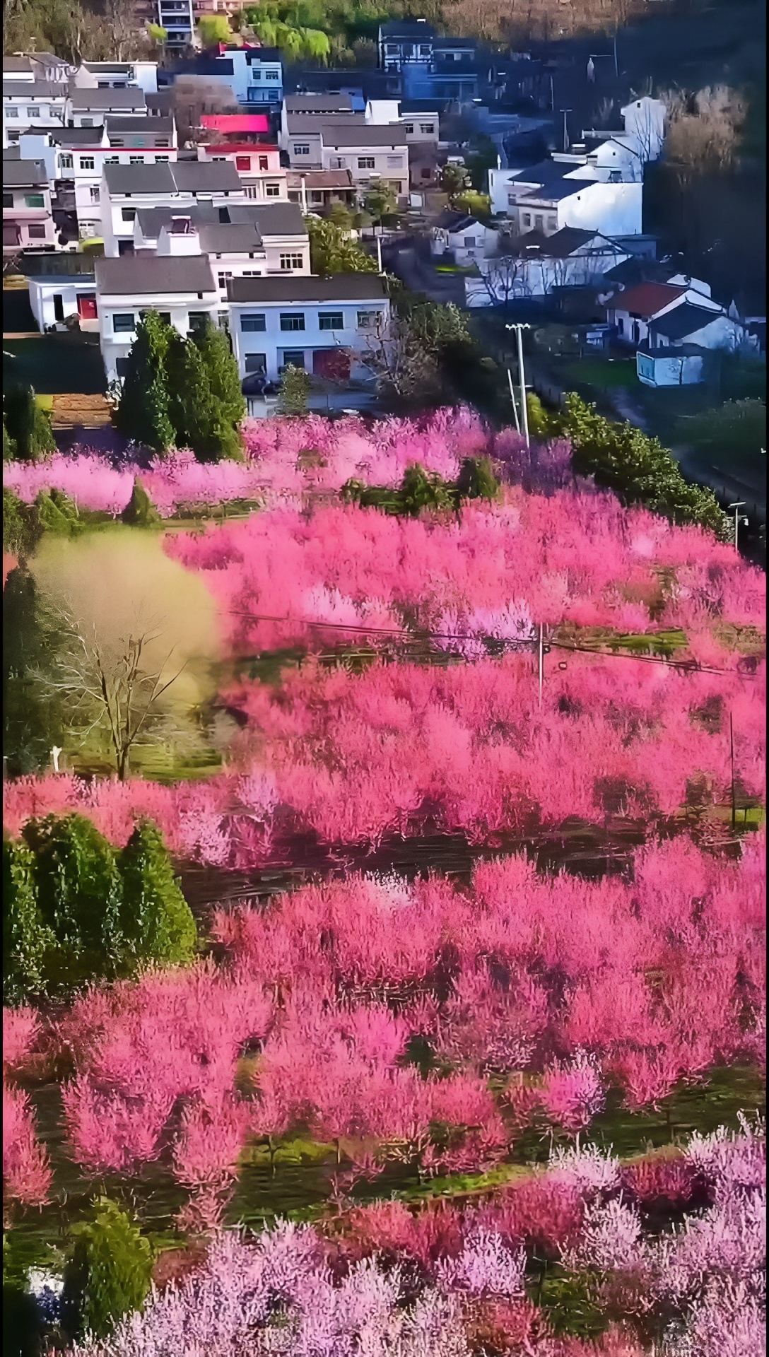 陕西丹凤县竹林关镇的桃花谷开花了