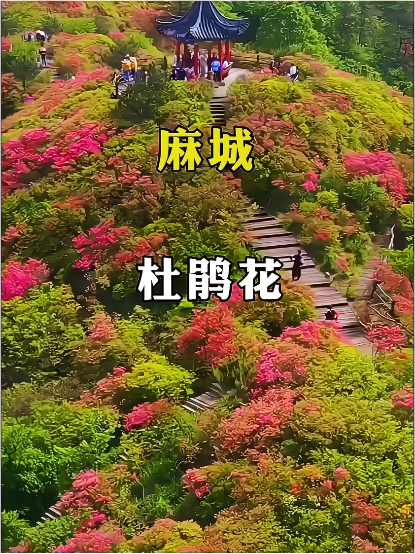 麻城杜鹃花