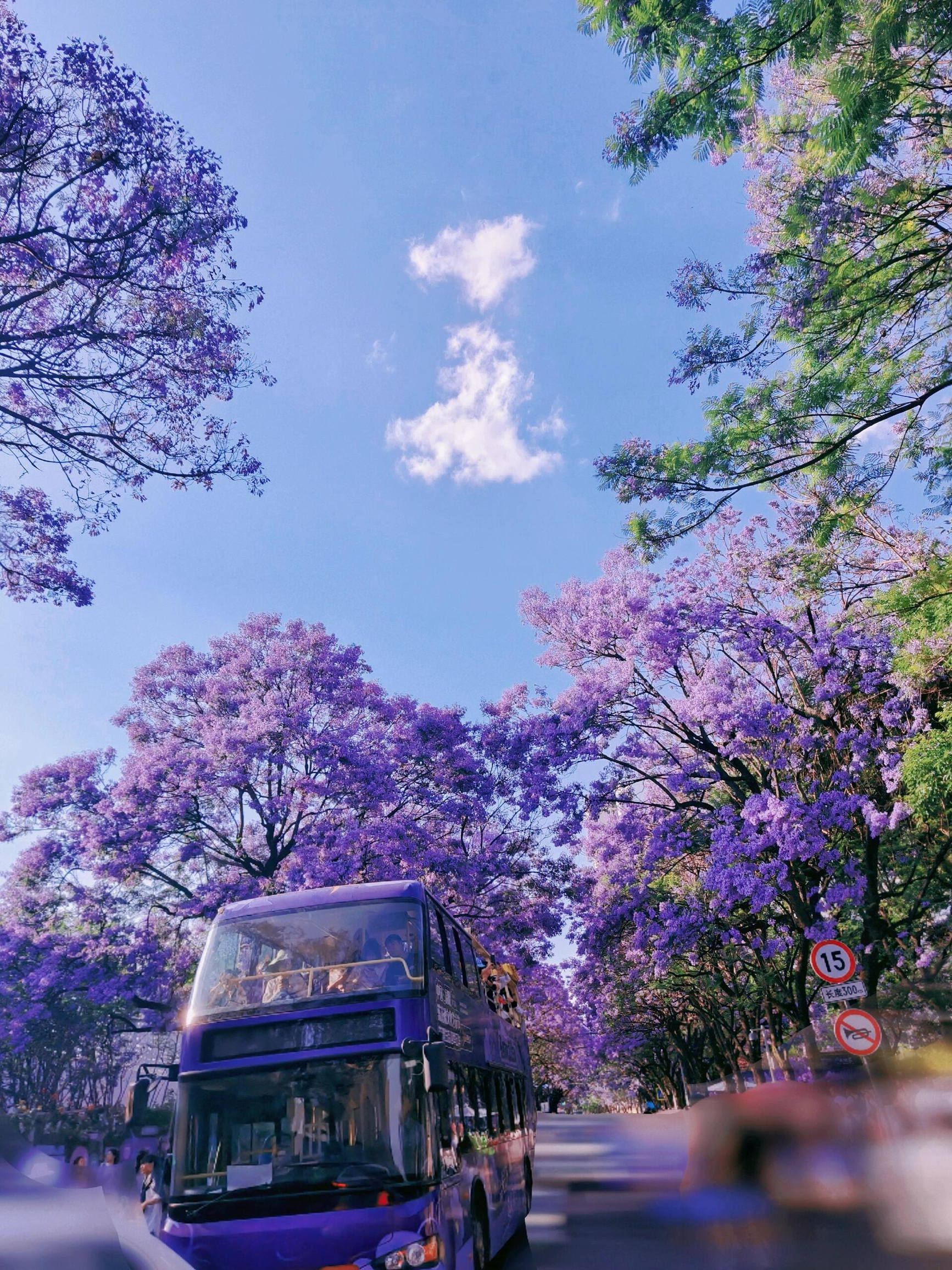 【昆明蓝花楹浪漫赏花攻略】揭秘紫色仙境的绝美之旅！