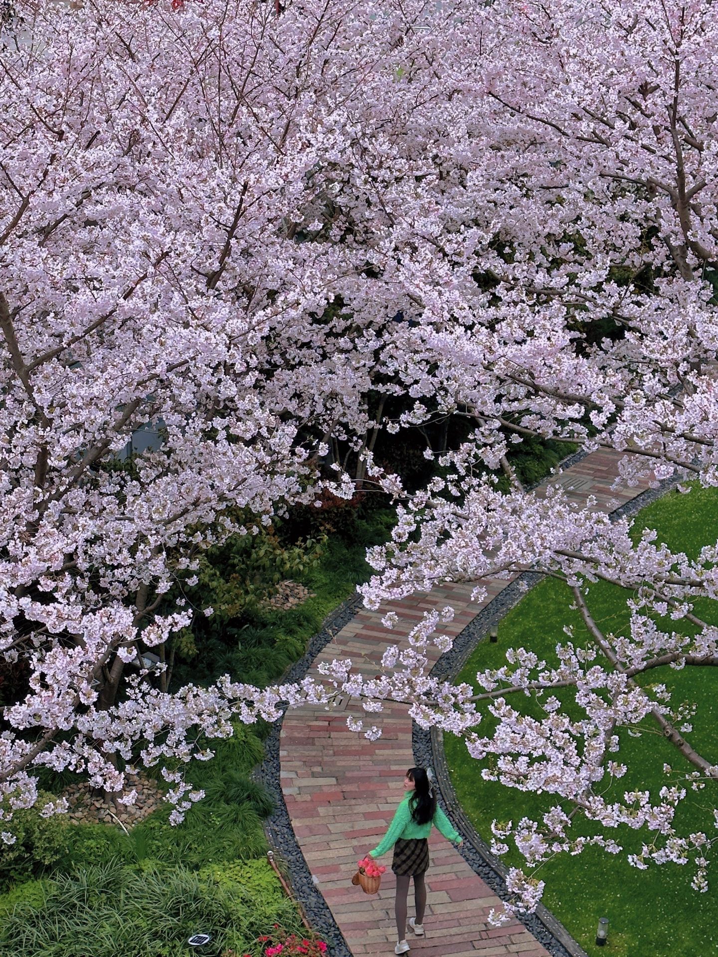 上海东方明珠｜的樱花公园太美了吧！
