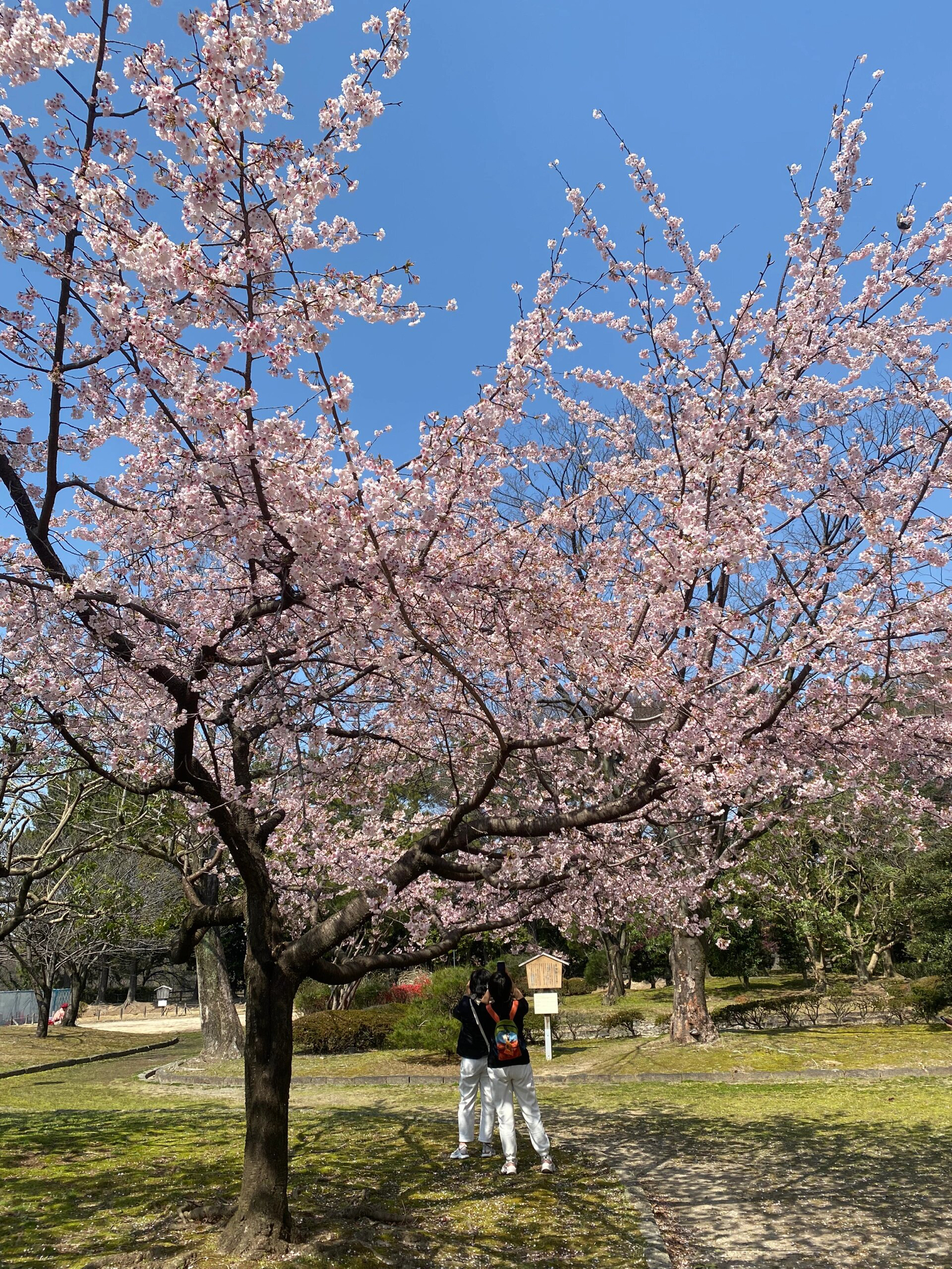 日本赏樱花🌸 名古屋城||3月16日，名古屋城