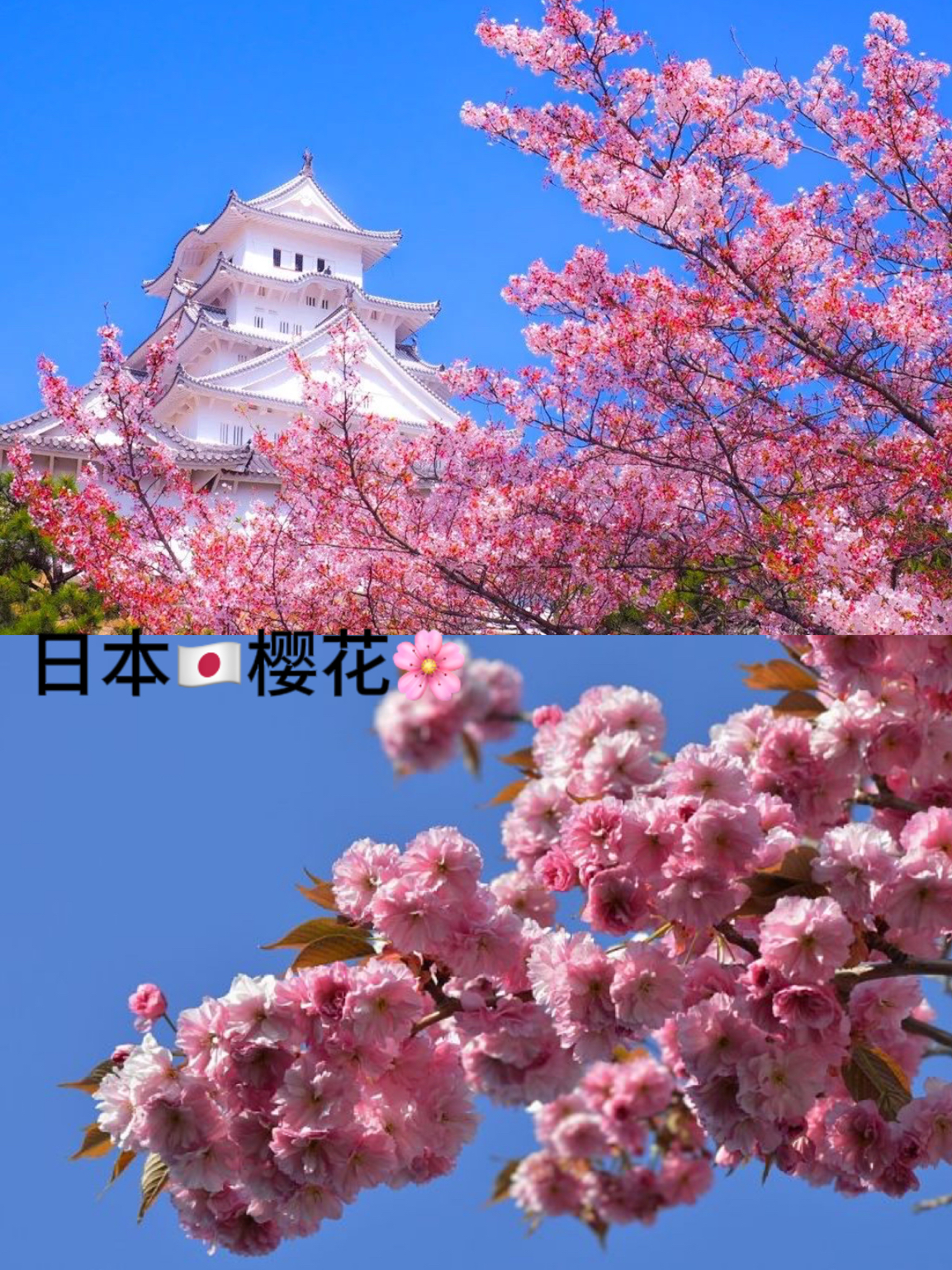 日本🇯🇵樱花的最佳花期