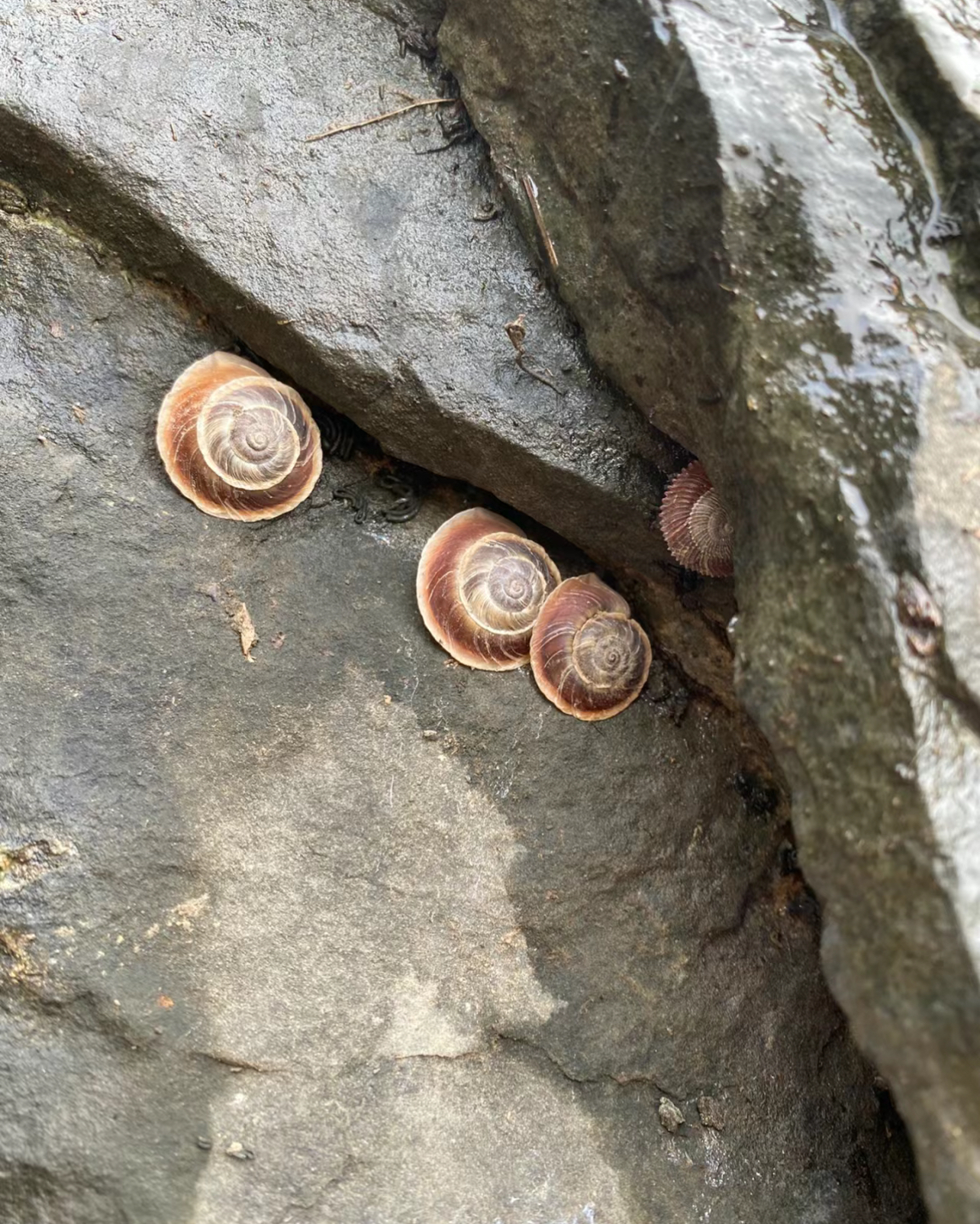 河南巩义，拟蛇蜗牛与三叶虫化石